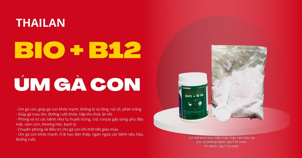 Bio b12 - úm gà con, gà đá, chim cảnh