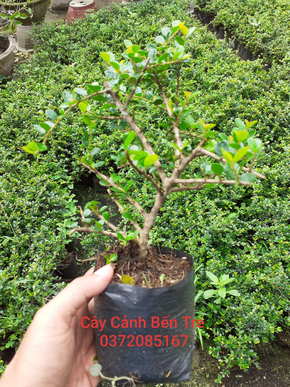 Cây Sam Núi Trái Mini