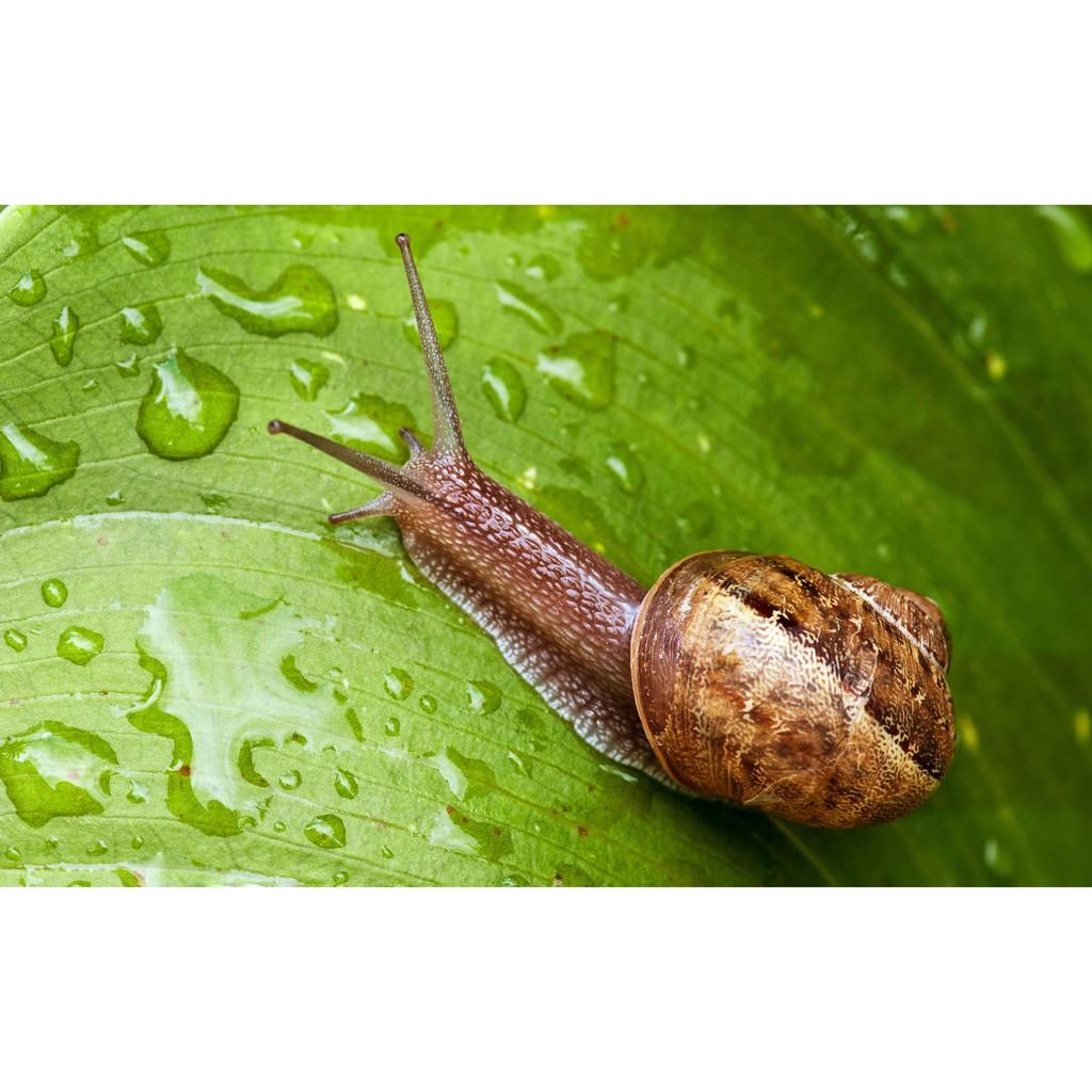 Đặc trị diệt ốc, sên hại cây (Không hại tới sức khỏe người sử dụng)