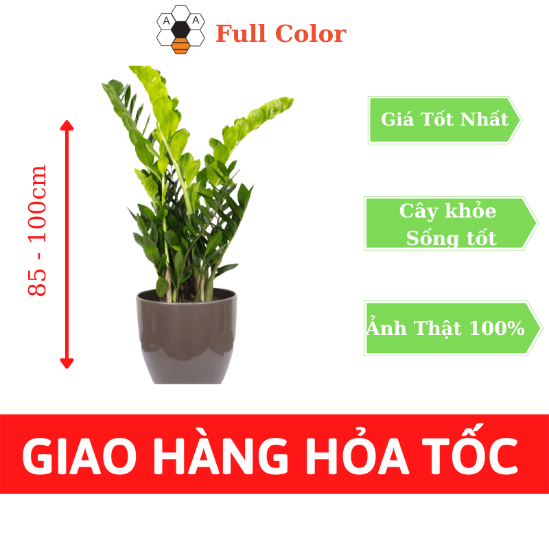 Cây KIM TIỀN để sàn cao 70 – 90cm, cây trồng trong nhà, phong thủy hút tài lộc, trang trí văn phòng, giá rẻ, Color Full Shop