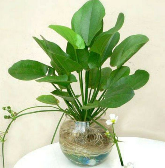 Cây lan nước - cây bách thủy tiên, cây thủy sinh làm kiểng trồng chậu thủy tinh để bàn, bể bán cạn