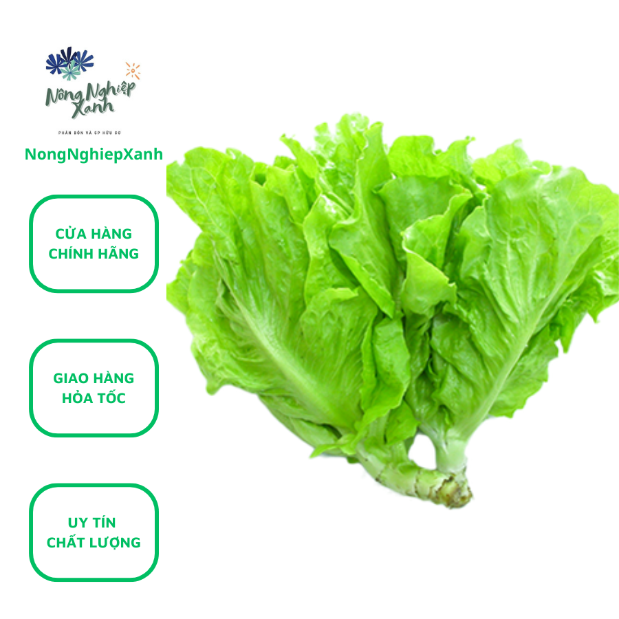Bộ 2 gói Hạt Giống Xà Lách gói 10gr hat giong rau sach thuy canh Nongnghiepxanh