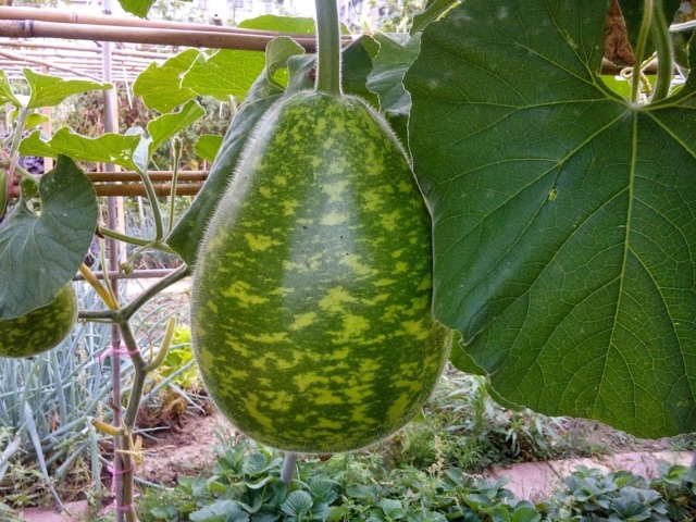 Hạt Giống Bầu Yang Long