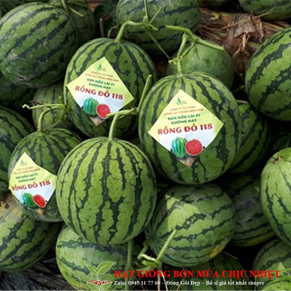 11D 15H - Hạt Giống Dưa Hấu Sọc Thành Long