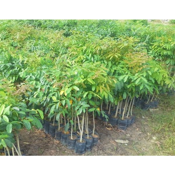 Cây xà cừ giống tốt