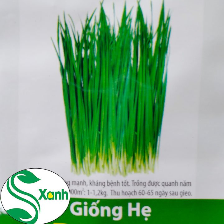 Hạt giống hẹ rado 83