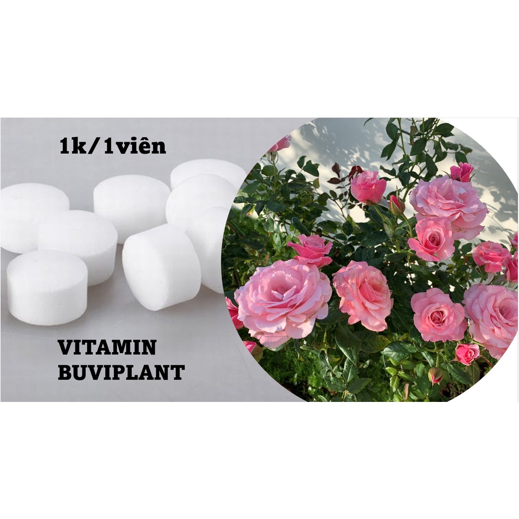 Combo 500 viên phân bón tan chậm siêu dinh dưỡng cho tất cả các loại cây