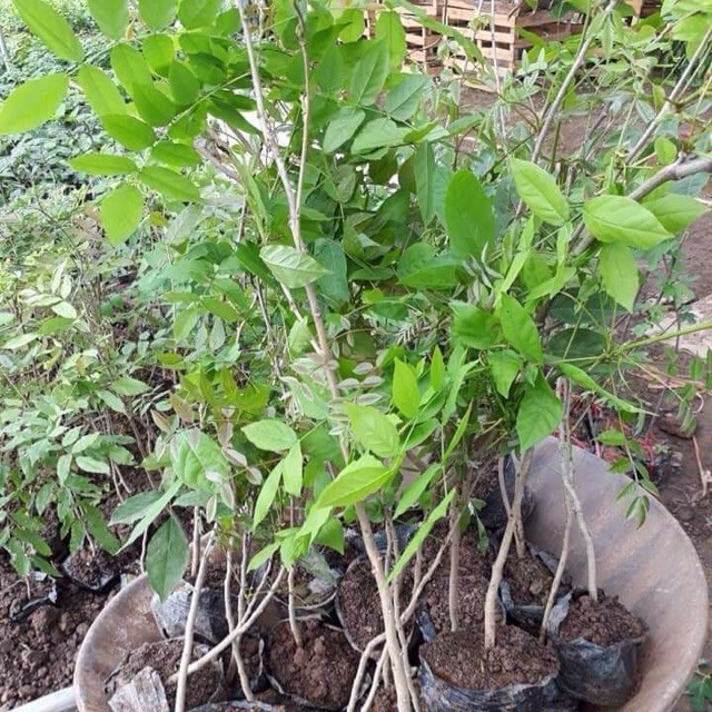cây giống hoa tử đằng thân gỗ nguyên bầu siêu đẹp, siêu hoa, cam kết giống chuẩn