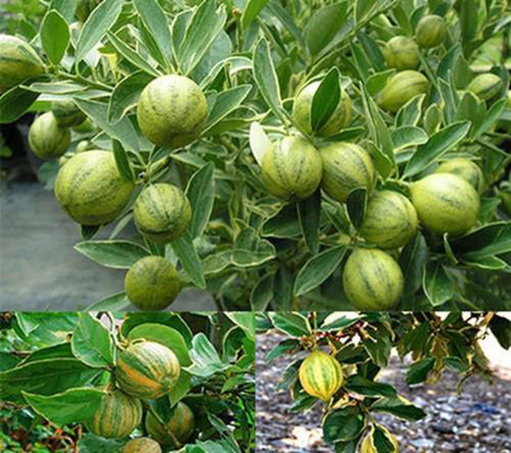 Chậu Tắc Cẩm Thạch trưởng thành - cây ăn trái dễ chăm sóc - Variegated pink lemon