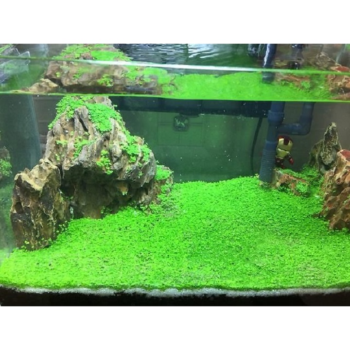 [ Tặng cây mini] Hạt Giống Thủy Sinh, Giúp Trang Trí Bể Cá, Tạo Oxi Cho Nước Và Lọc Phân Cá Hiệu Quả - Cây Trân Châu Lá Nhỏ