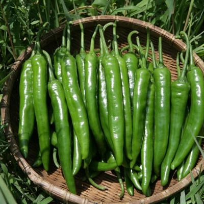 [HCM]0.5g Hạt giống ớt trái dài hàn quốc