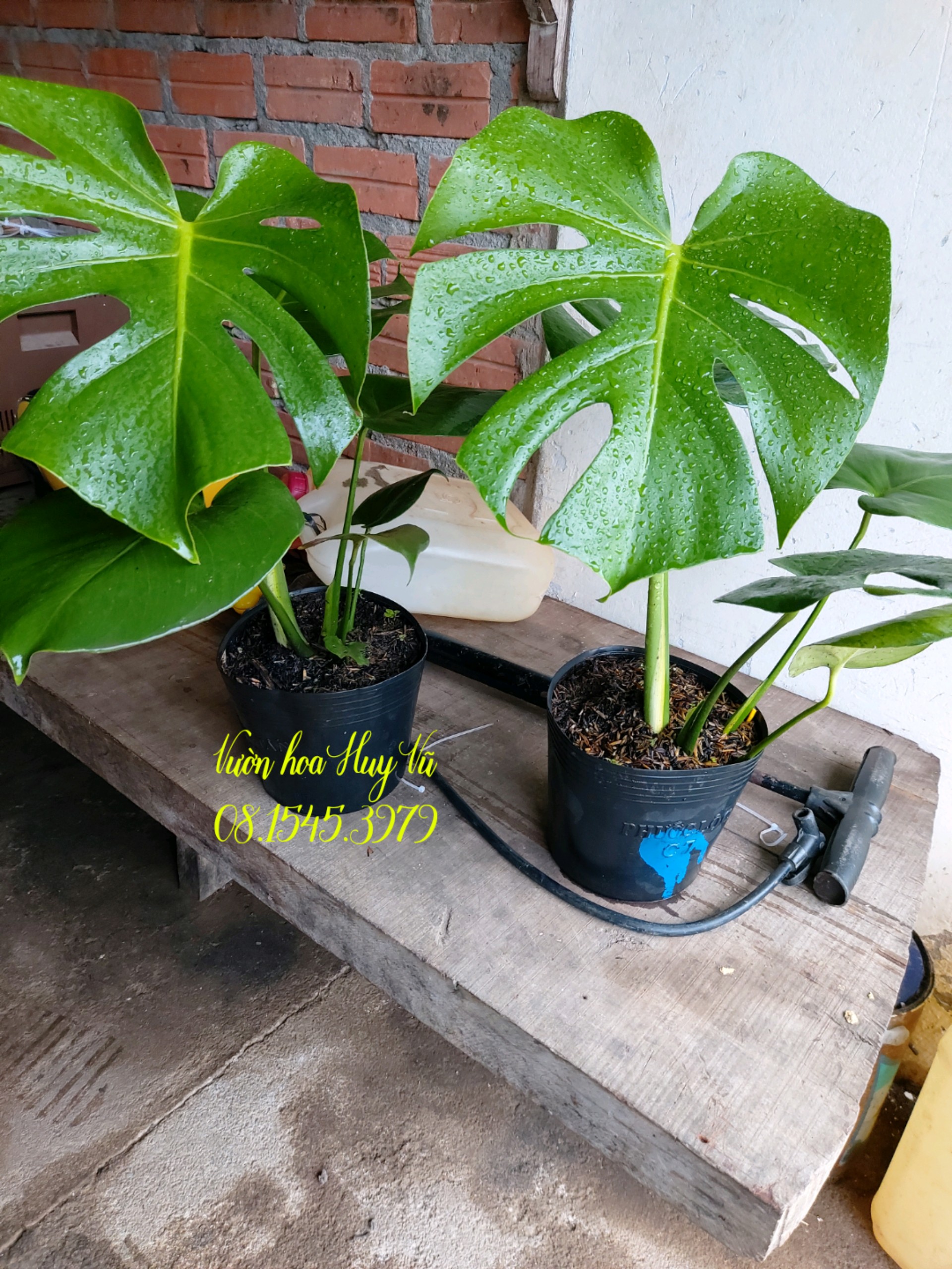 Trầu bà nam mỹ
