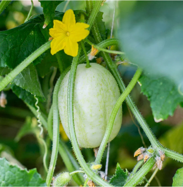 Trái dưa Crystal Apple White Spine Cucumber