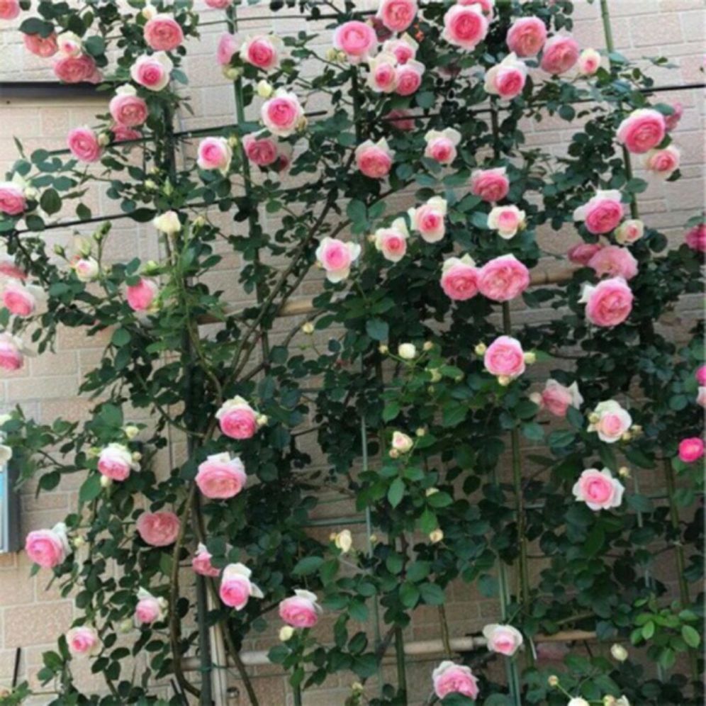 hạt giống hoa hồng leo nhiều màu - gói 10h