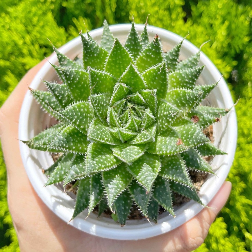 Sen đá sao biển trân châu 9-11cm