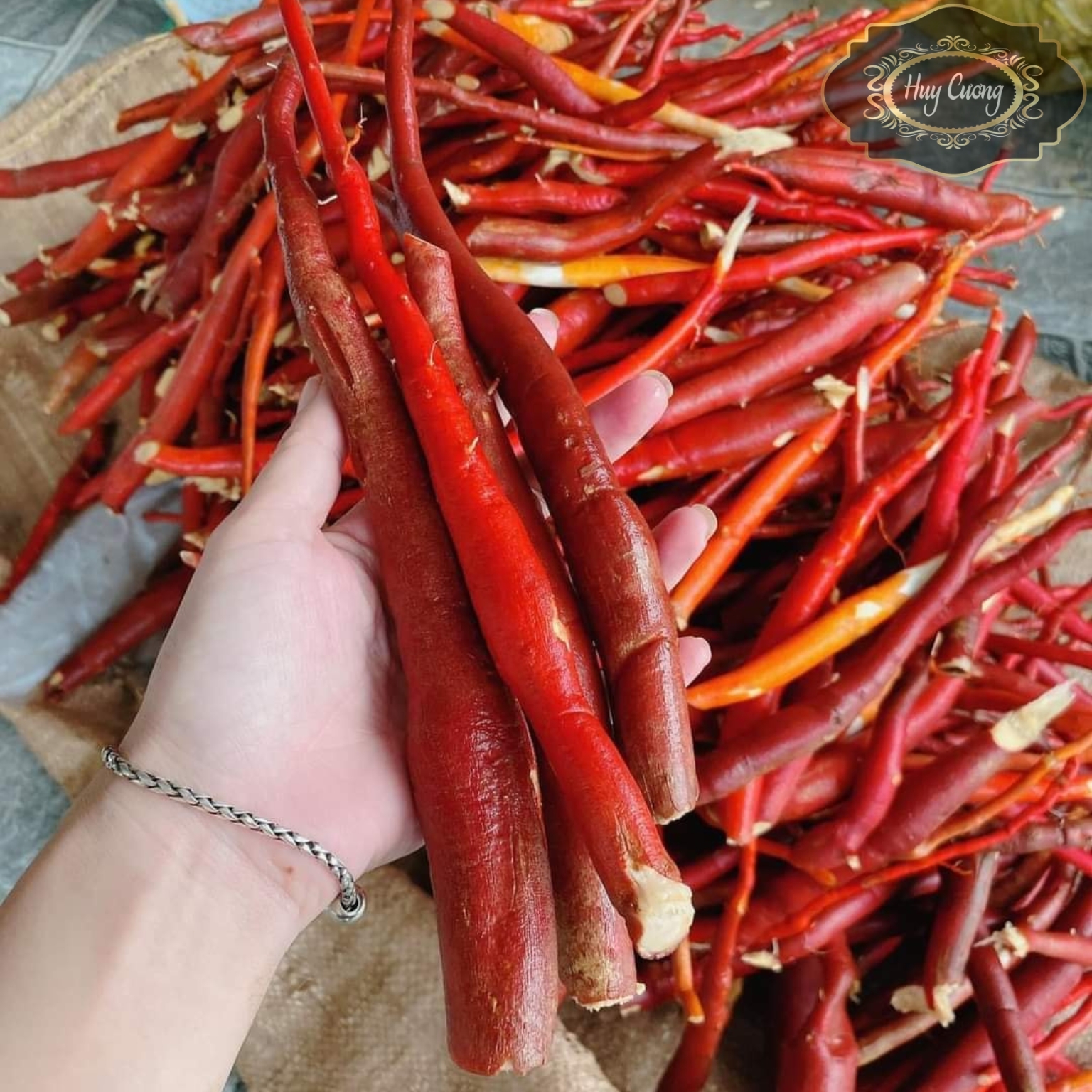 Sâm cau đỏ rừng tươi ngâm rượu loại 1 1kg, đã làm sạch, hút chân không, khai thác rừng sâu Tây Bắc