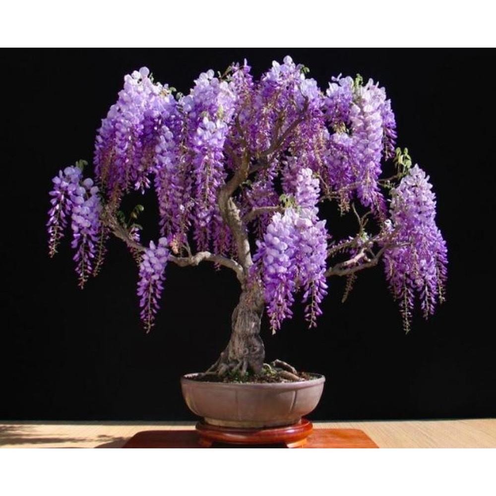 Hạt giống cây tử đằng - chất lượng hạt giống chuẩn