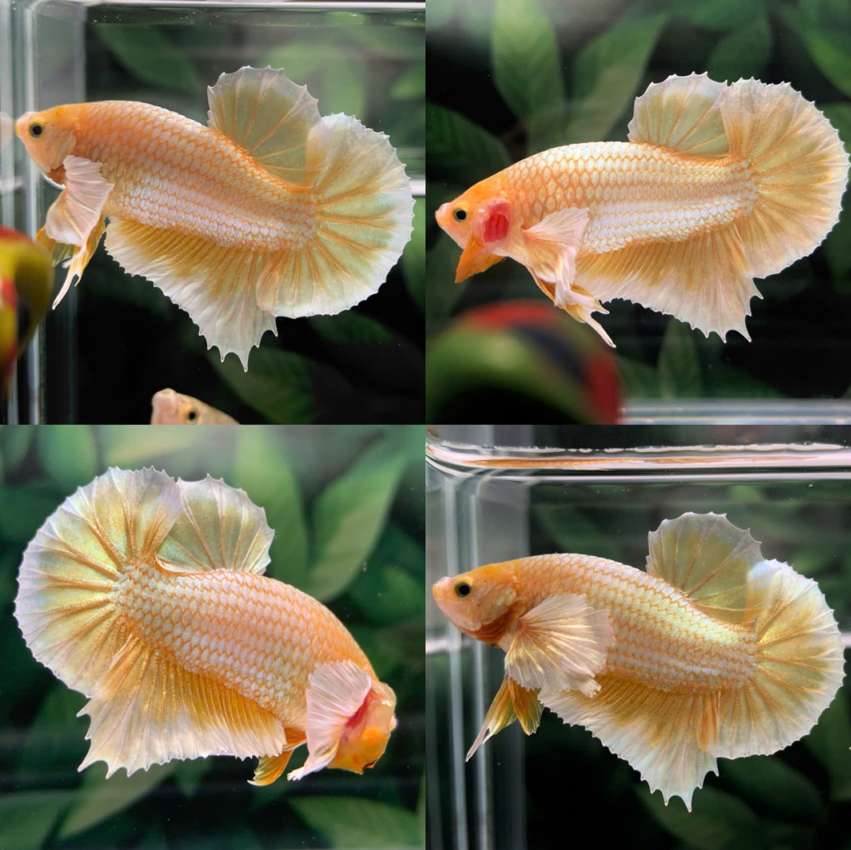 1 cặp Betta Dumbo Gold Hàng đẹp CẬU BA Betta