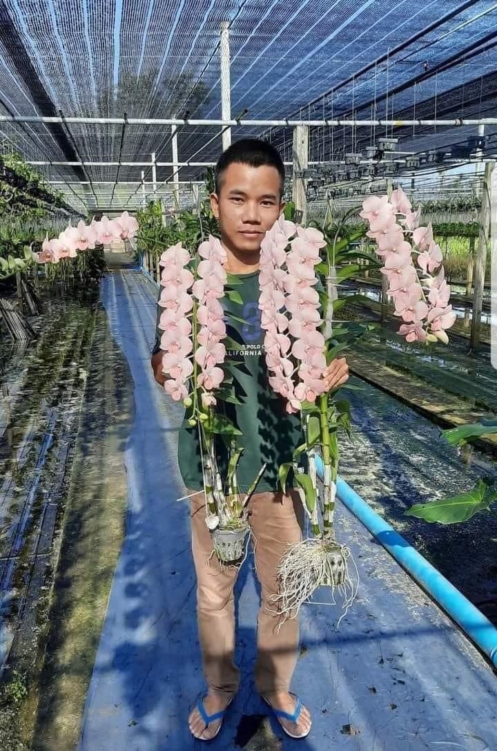 Hoa lan denro môi son