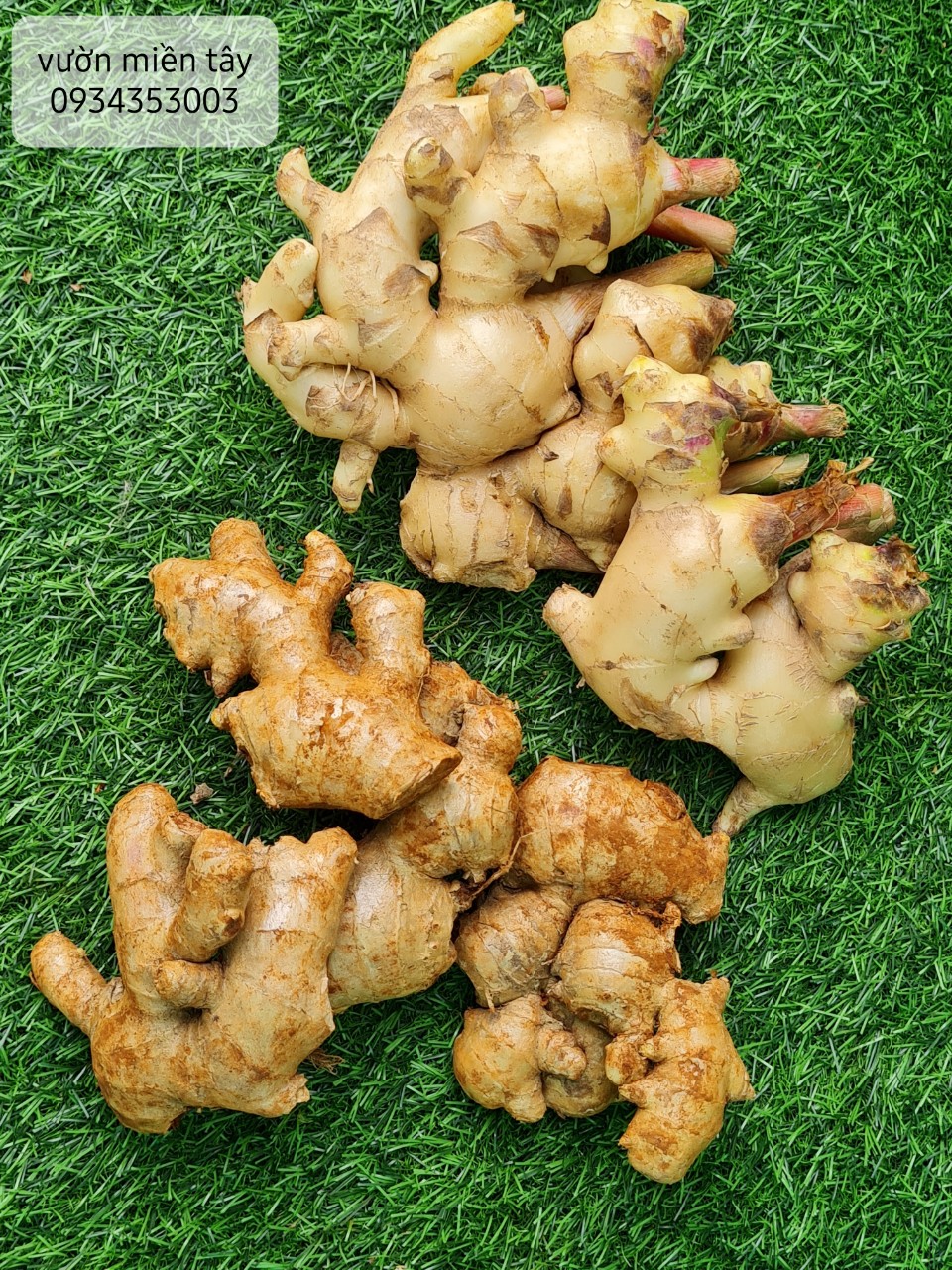 Gừng tươi ở Quê