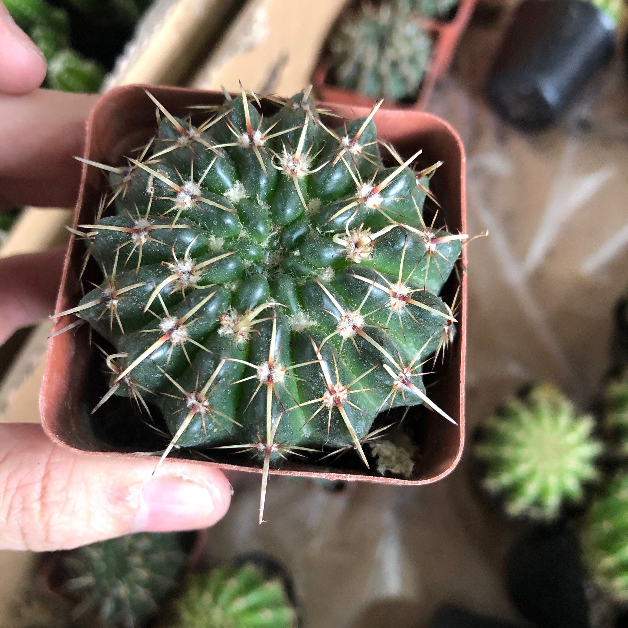 Xương rồng gai kiếm
