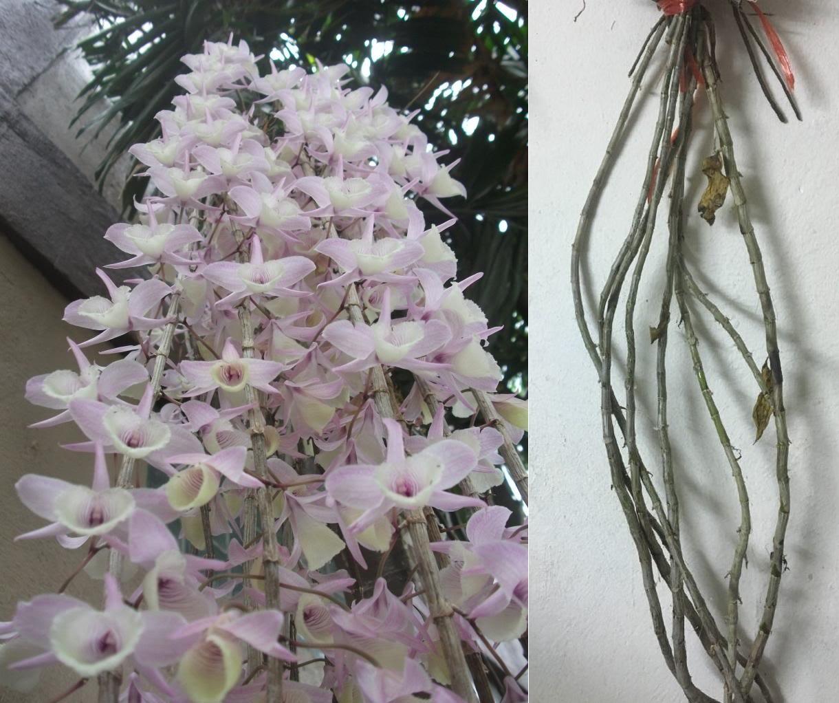 Hoa lan hạc vỹ dài khoảng trên 1m đang nhú nụ ra hoa rất đẹp - hoa lan hạc vỹ