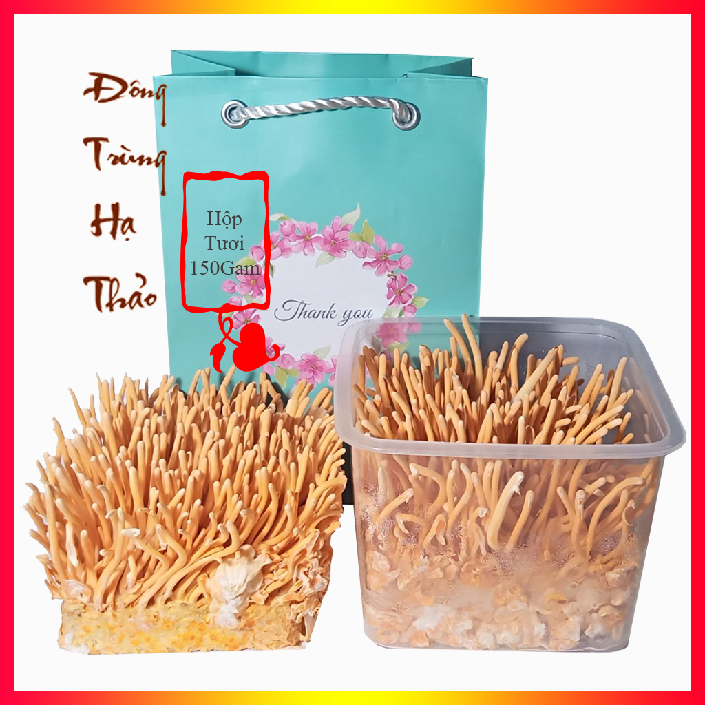 Đông trùng hạ thảo tươi - Đông trùng hạ thảo nguyên đế tươi 170gam