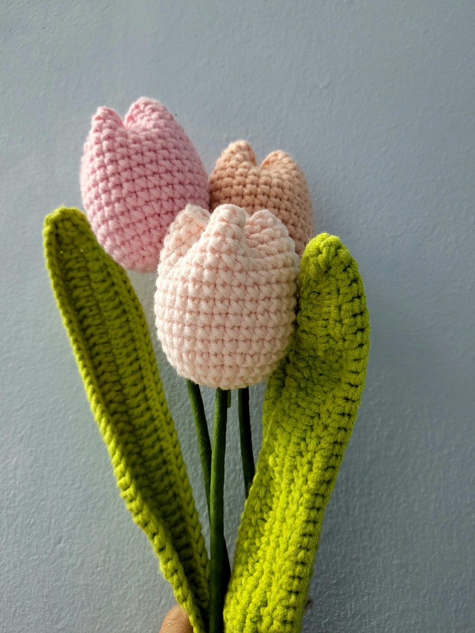 Hoa Tulip Len