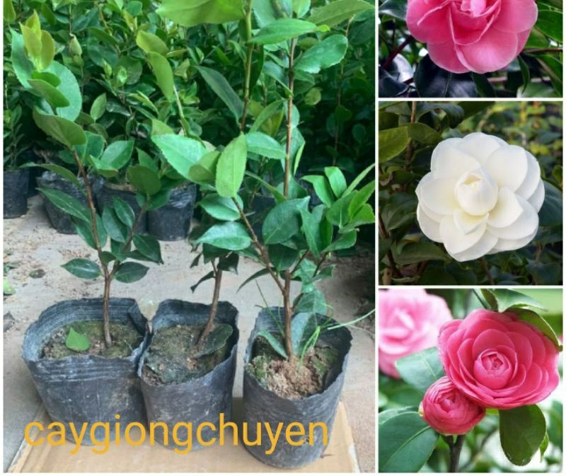 Cây giống hoa trà my