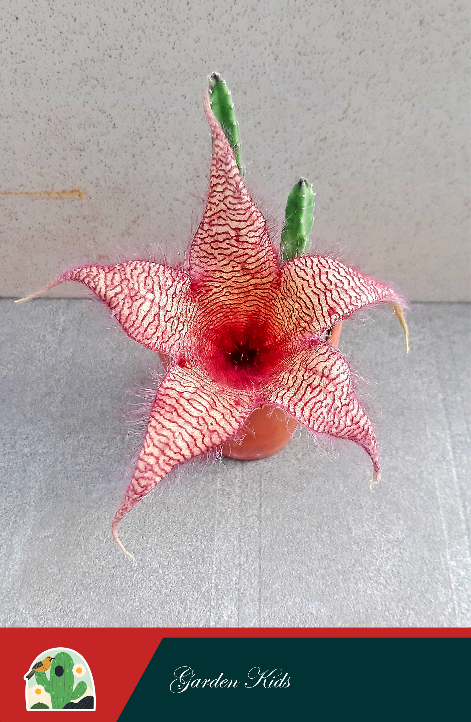 Xương rồng sao biển hoa đỏ lớn (Stapelia Gigantea Red)