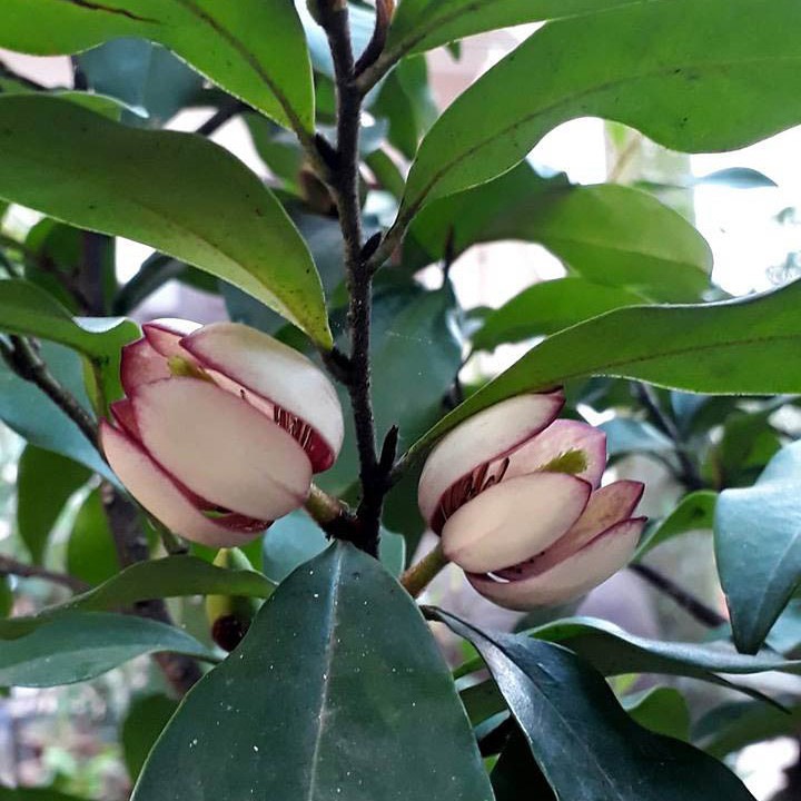 Cây giống hoa lan tiêu hoa thơm ngát