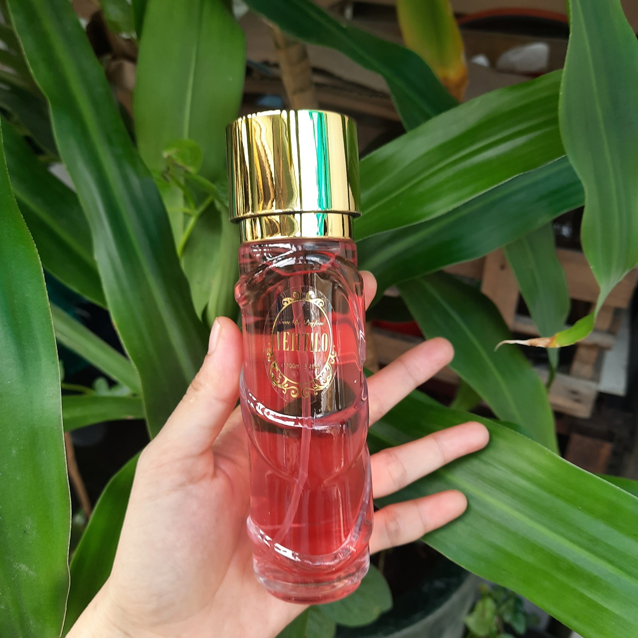 CHÍNH HÃNG 100ML NƯỚC HOA NỮ CAO CẤP VENTILO BÔNG HỒNG LƯU HƯƠNG DAI