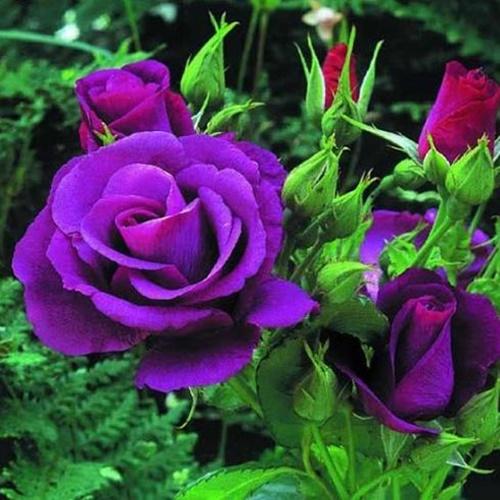 Hạt Giống Hoa Hồng Tím Túi 10 Hạt Giá Khuyến Mại - Chất Lượng Cao.