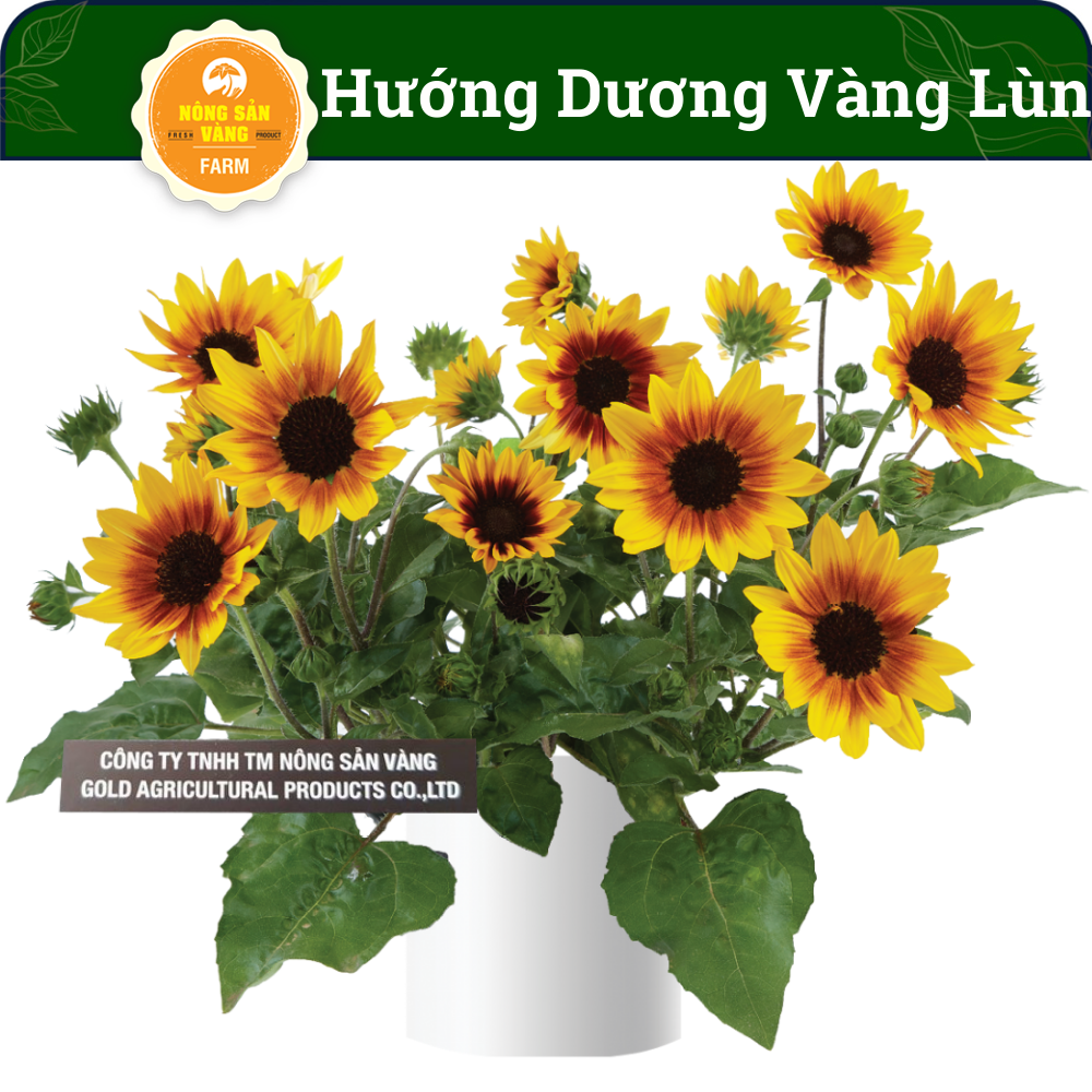 Hạt giống Hoa Hướng Dương Vàng Lùn Sinh Trưởng Và Phát Triển Khỏe, Rút Ngắn Thời Gian Trồng, Dành Cho Người Yêu Hoa  (Gói 30 Hạt ) - Nông Sản Vàng