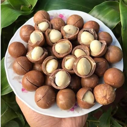 Hạt macca organic đăklăk size a sấy lạnh giữ trọn vẹn dinh dưỡng hạt