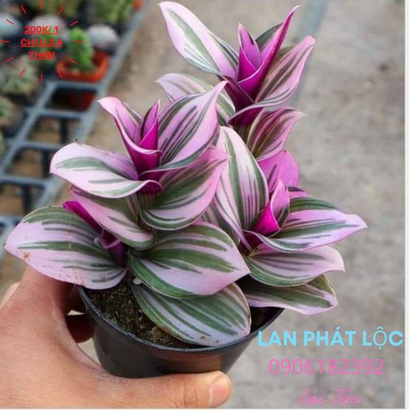 Cây hoa lan phát Lộc