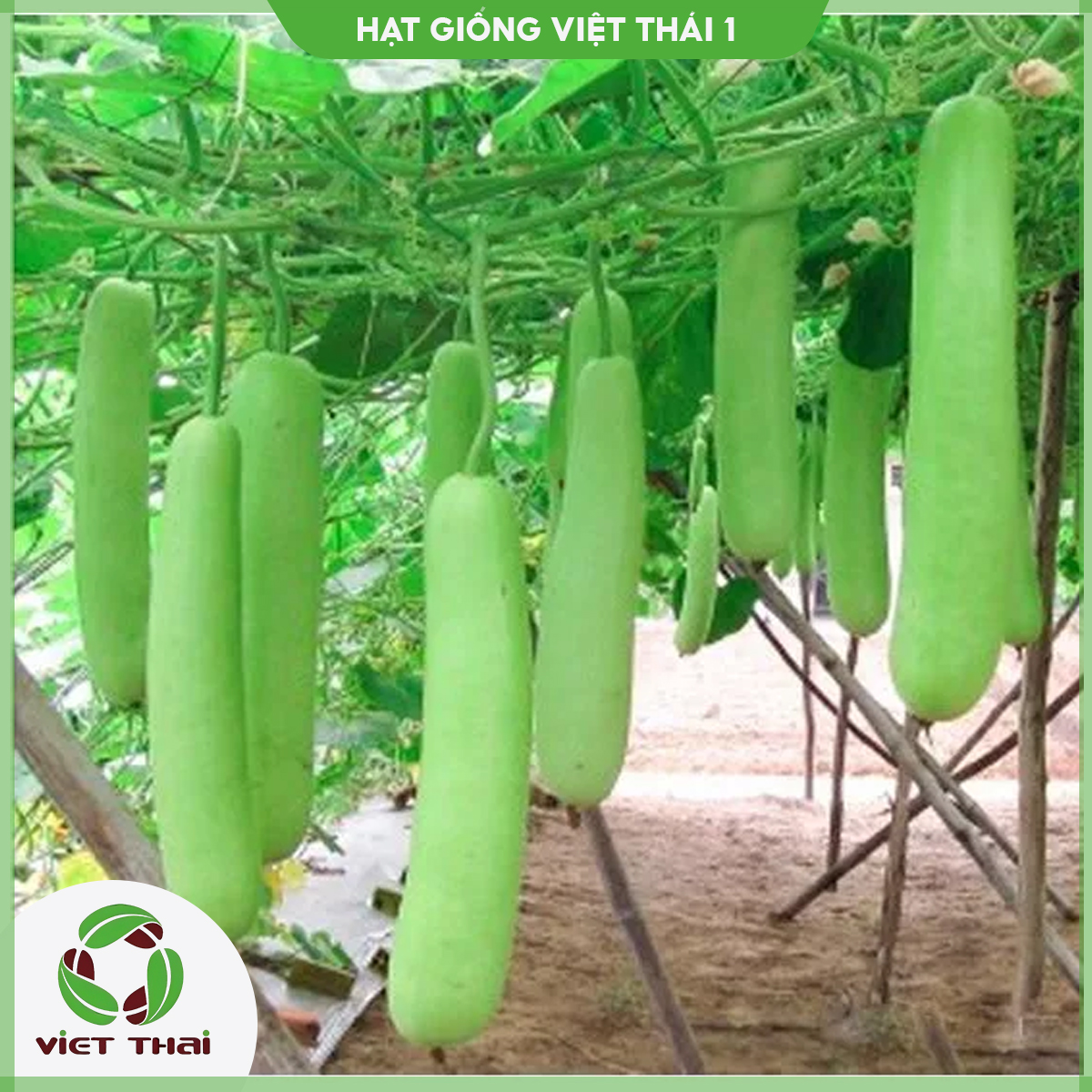 Hạt giống bầu trắng tn - hgvt1