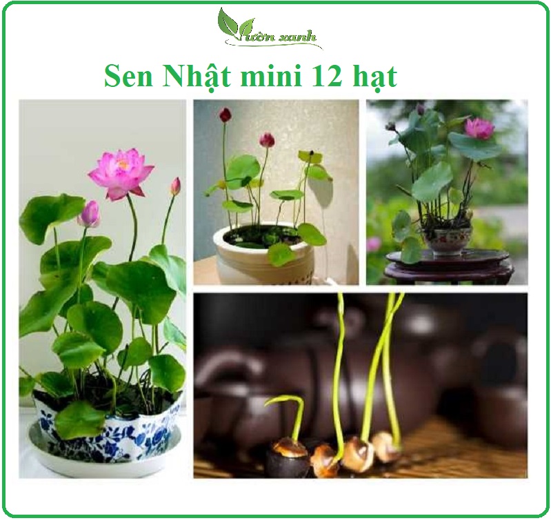 Hạt giống hoa sen Nhật mini, sen Cung Đình, Sen Quan Âm 10 hạt