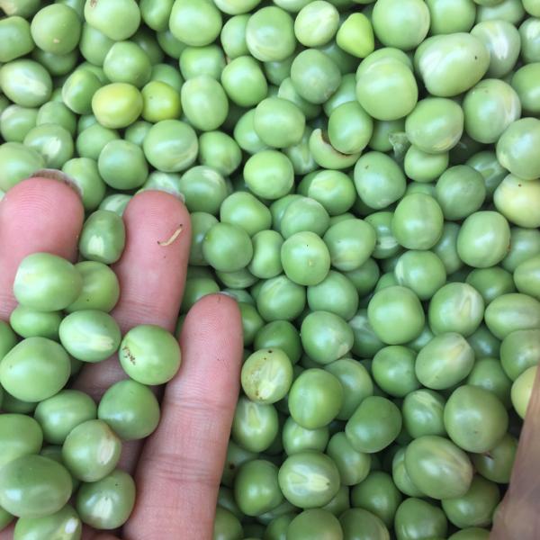 - Combo 5 gói Hạt giống rau mầm đậu hà lan chất lượng cao