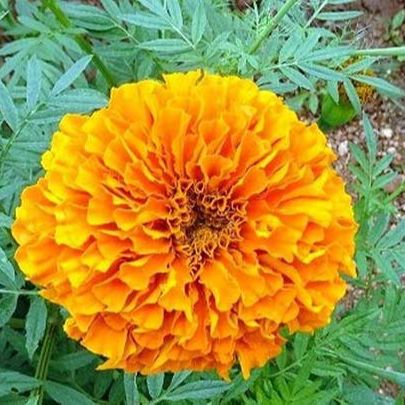 20 hạt giống hoa cúc vạn thọ đỏ cảm