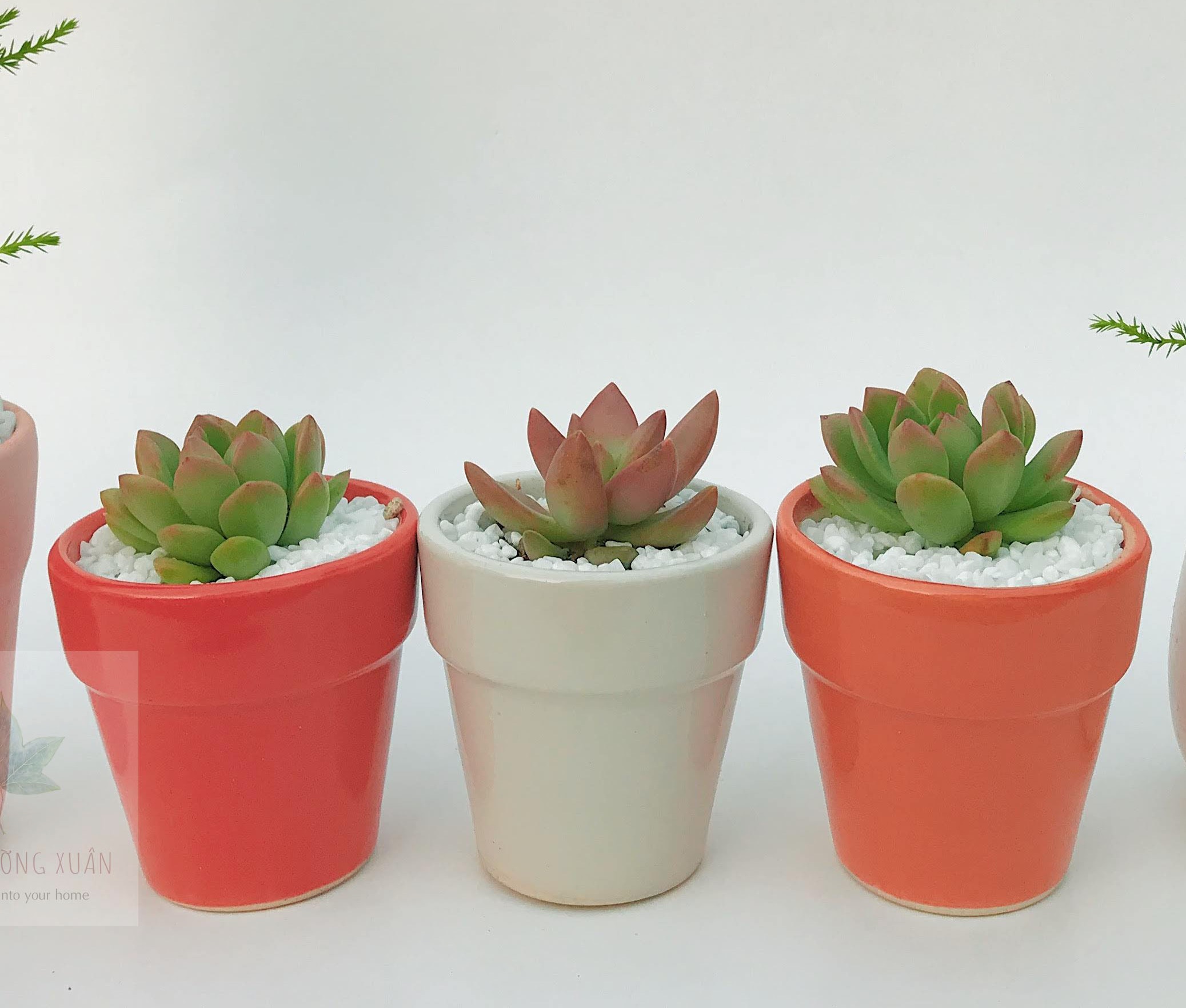 Sen đá - Sen đá mini, hạt giống, cây cảnh - kèm chậu sứ mini, chậu trồng cây - Tiệm thường xuân