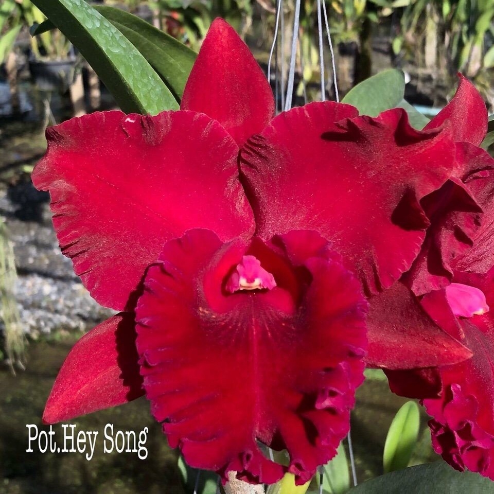 Tặng gói phân bón 30k - hl hắc tùng đỏ xổ - hoa to - hoa thơm - cây trồng thuần chậu khỏe đẹp - mai huy - msp 2600