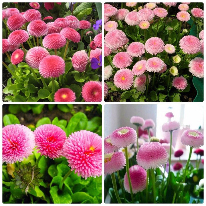 100 hạt giống hoa cúc anh mix màu