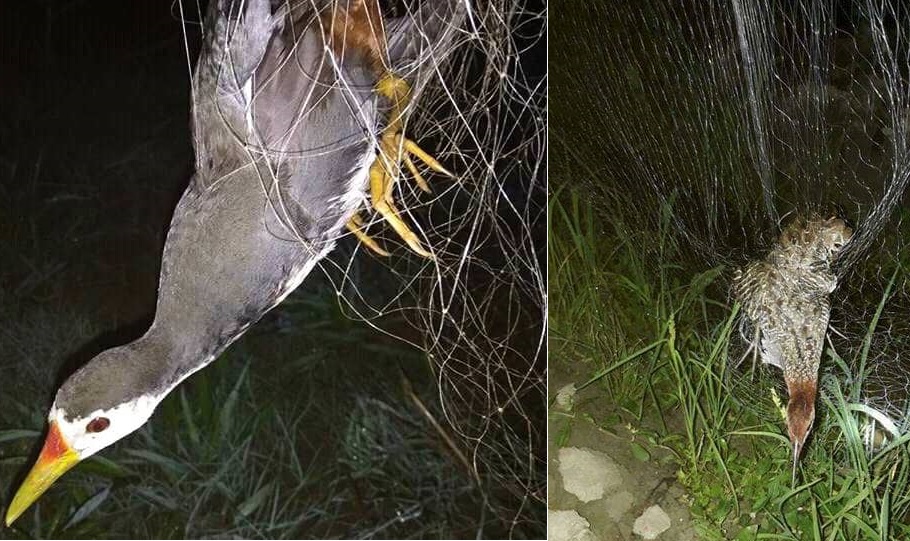 30m Lưới bẫy cúm núm, quốc , bịp, rẽ giun, mỏ nhát TH chim đêm (dài 30m mắt 7p sợi 2.0 cao 8m4, 5 dây 4) túi lưới đen tàng hình.