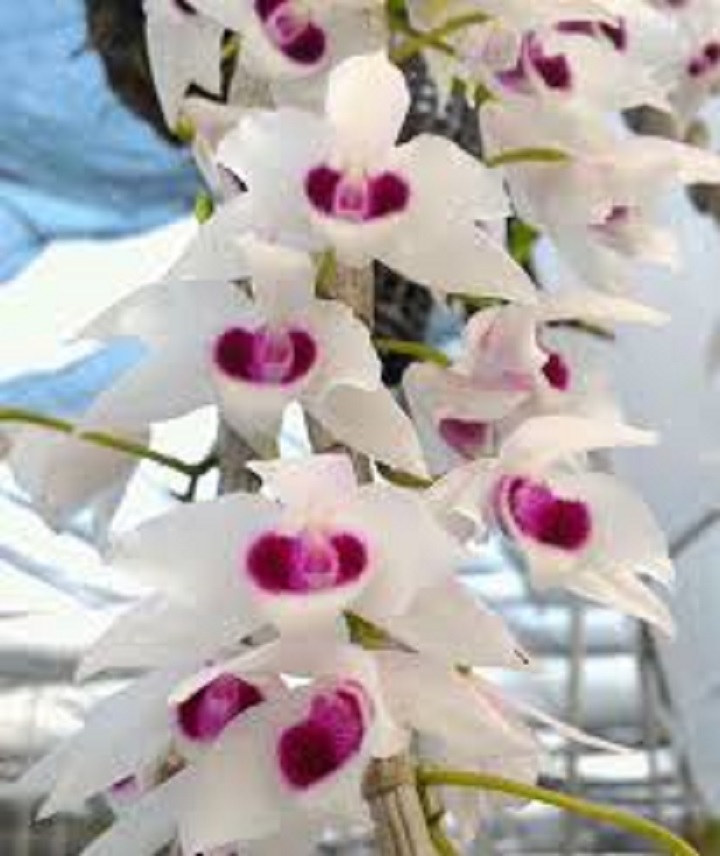 Hoa lan - trầm trắng đài loan