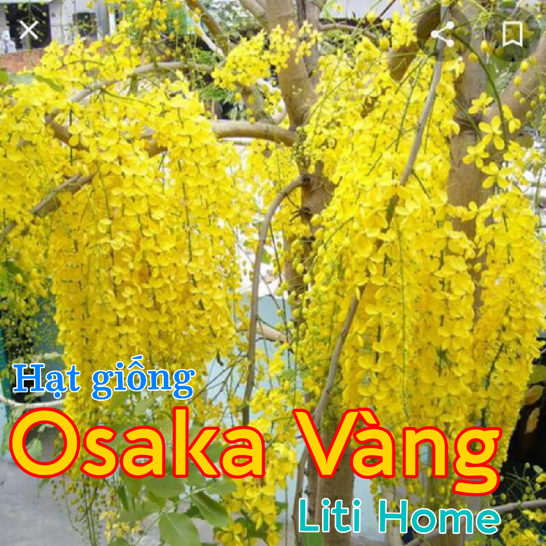 Hạt giống hoa Osaka. Hoa Hoàng Yến. Hoa Móng Bò Cạp Vàng...