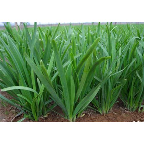 Hạt giống hẹ cao sản năng xuất cao, 1 gói 1gr