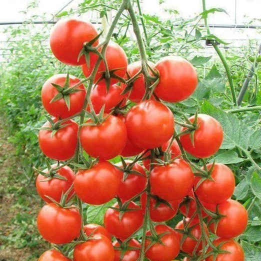 [HCM] Hạt Giống Cà Chua Nhật - Cà Chua Leo Giàn F1