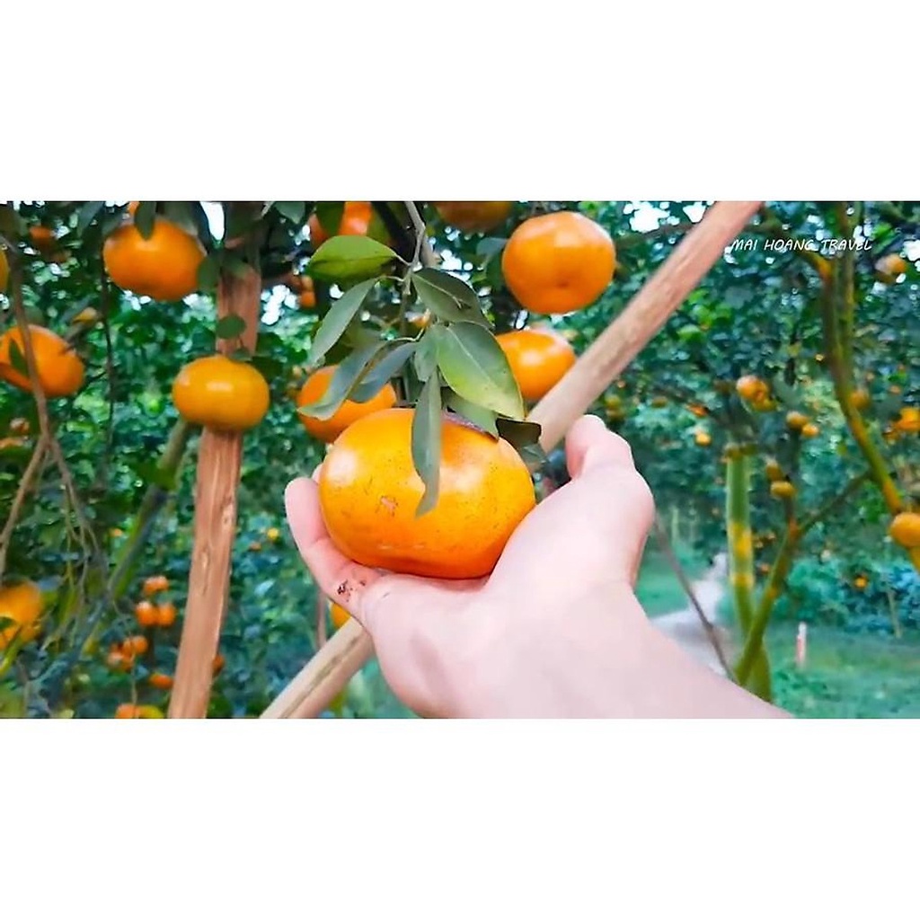 Cây giống Quýt Mỹ lùn siêu trái