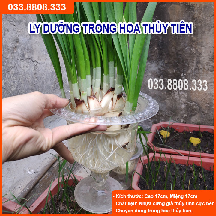 10 Ly nhựa trồng hoa thủy tiên